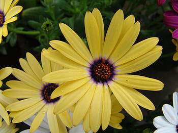 Summer flower, nature, daisy, yellow, flower HD wallpaper
