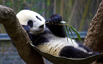 My great life!!!, rest, eat, bear, polar, hammock, food HD wallpaper