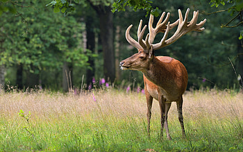 Deer Horns , deer, animals HD wallpaper