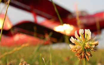 Grass, Flower, Macro, Clover, Greased, Smeared HD wallpaper