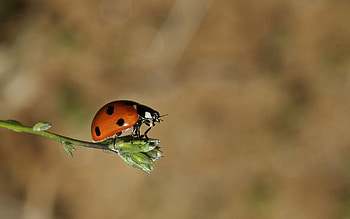Grass, Macro, Insect, Flight, Ladybird, Ladybug HD wallpaper