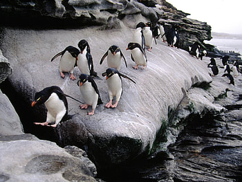 Animals, Pinguins HD wallpaper