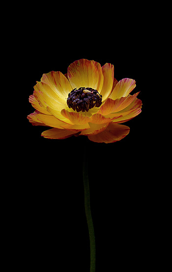 Flowers, Flower, Bud, Stem, Stalk, Buttercup HD phone wallpaper