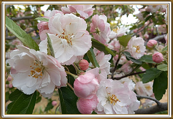 CRAB APPLE BLOSSOMS, PRETTY, NATURE, FLOWERS HD wallpaper