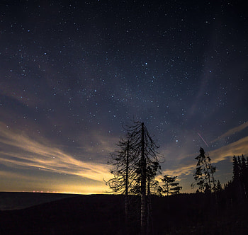 Nature, Trees, Stars, Night, Starry Sky, Night Sky HD wallpaper