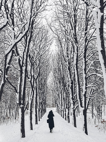 Winter, Trees, Miscellanea, Miscellaneous, Path, Garden, Human, Person, Loneliness HD phone wallpaper