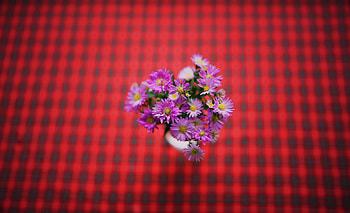 Flowers, Violet, Bouquet, Purple HD wallpaper