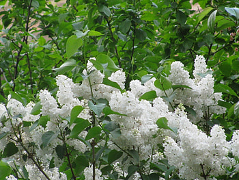 Plants, Trees, Lilac HD wallpaper