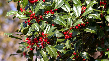 Holly Tree, American holly, Mystic icon, Arbor Day HD wallpaper