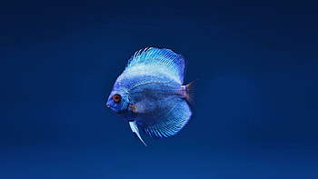 Blue discus, Fish HD wallpaper
