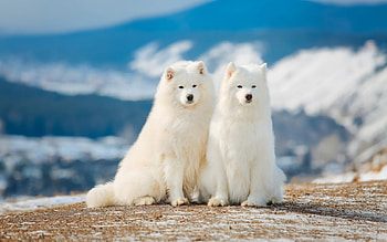 Two White Samoyeds, dogs, white, animals, samoyeds HD wallpaper