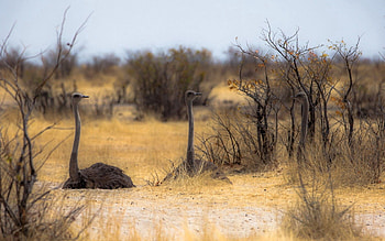 Animals, Nature, Ostrich, Africa HD wallpaper