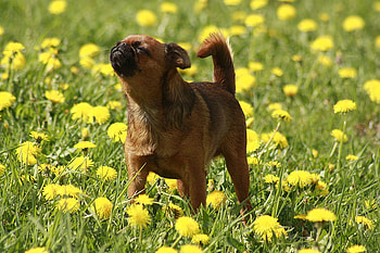 dog with yellow flowers, dog, animals, yellow, flowers, grass HD wallpaper