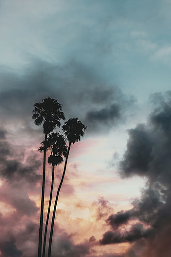 Nature, Sunset, Sky, Clouds, Palms, Outlines, Tropics HD phone wallpaper