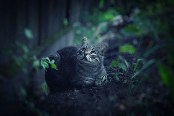 cat, garden, nature, watch HD wallpaper
