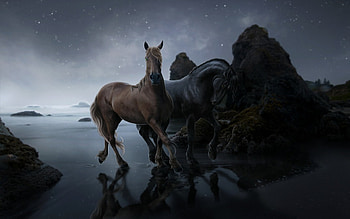 Horses, horse, animals, cavalo, caballo, beach HD wallpaper