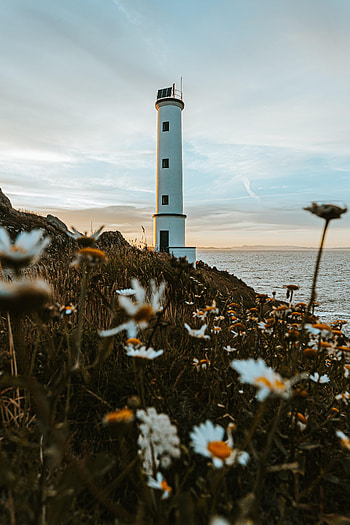 Nature, Flowers, Grass, Building, Coast, Lighthouse HD phone wallpaper