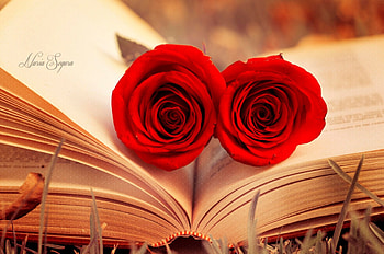 Perfect, rose, book, red, nature, flowers HD wallpaper