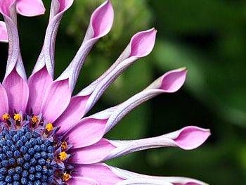 Digiital Flower HD wallpaper