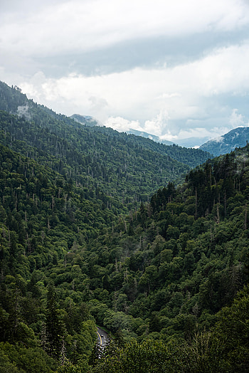 Nature, Mountains, Road, Forest, Valley HD phone wallpaper