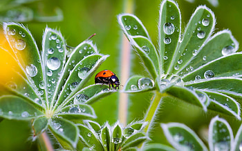 Ladybug on Leaf, leaves, ladybug, macro, droplets HD wallpaper