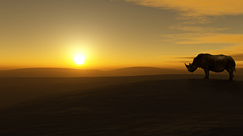 rhino , High-quality rhino , Stunning rhino backgrounds, Striking rhino HD wallpaper