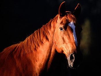 Animals, Horses HD wallpaper