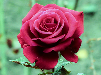 BeautifuL, rose, nature, red, flower HD wallpaper