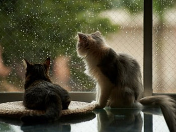 Friends, window, animals, cute, cat, pet HD wallpaper