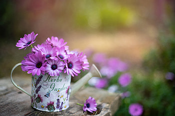 Pink Osteospermum, Tablet, Flowers, Bokeh, Petals HD wallpaper