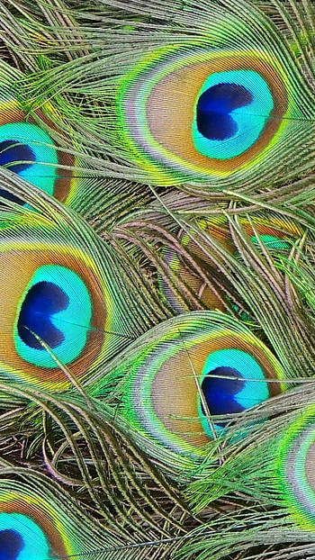 Peacock Feather, Birds Feather, Background HD phone wallpaper