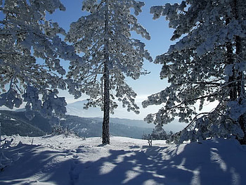Let It Shine In, trees, sky, sun, snow HD wallpaper