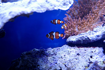 Nemo Fish In Real Underwater , fish, nemo, animals, underwater, ocean, sea HD wallpaper