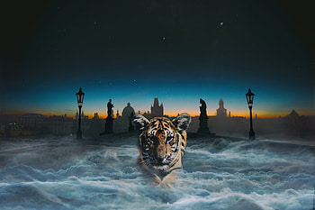 Animals, Night, Clouds, Tiger, hop, Tiger Cub HD wallpaper
