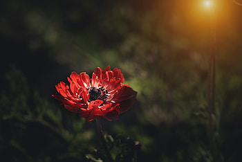 Flowers, Flower, Petals, Stem, Stalk, Anemone HD wallpaper