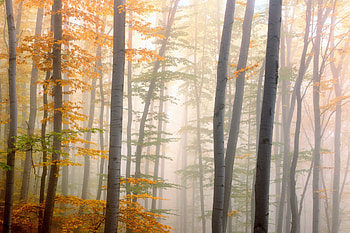Autumn Mist, graphy, fall, beautiful, gold, mist, leaves, Bulgaria, yellow, trees, autumn, nature, , forest HD wallpaper