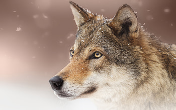Wolf, animal, nature, snow HD wallpaper