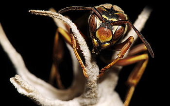 Wasp , Wasp insect, Yellow and black, Mobile and tablet HD wallpaper