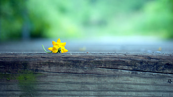 Macro Yellow Flower Blur, macro, yellow, flowers, blur, graphy HD wallpaper