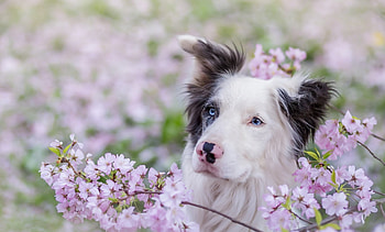 Border-Collie, animal, dog, Collie, Border-, nature HD wallpaper