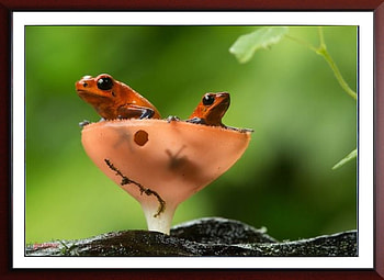 FRAMED FROGS, FROG, NATURE, FRAMED HD wallpaper