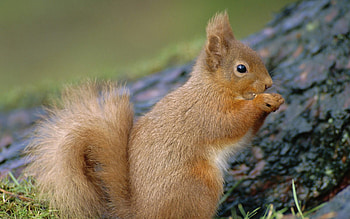 squirrel, Playful antics, Forest backdrop, High definition HD wallpaper