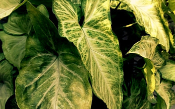 Deep Green, deep, plant, leaves, green HD wallpaper