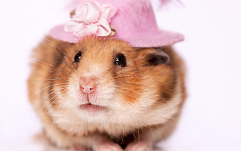 Hat, Hamsters HD wallpaper