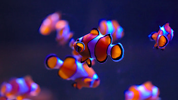 Clownfish , resolution , Captivating fish, Colorful underwater scenes HD wallpaper