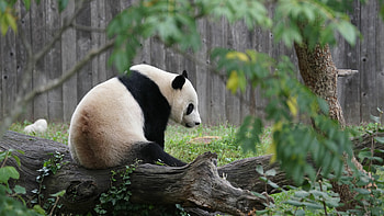 Panda , Sun-kissed scenery, Nature's beauty, Tranquil landscapes HD wallpaper