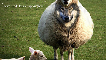 wolf wisdom, winter, dog, canis lupus, lone wolf, wolf, howling, snow, the pack, mythical, white, timber, wolves, grey, lobo, wisdom beautiful, grey wolf, wisdom, nature, canine, friendship, arctic, solitude, black, quotes, wolf pack, , wild animal black, wolfrunning, abstract, pack, majestic, howl, spirit, wolf HD wallpaper
