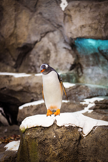 Animals, Rock, Bird, Stone, Wildlife, Penguin HD phone wallpaper