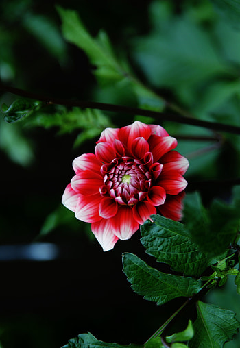 Flower, pink-white, adorable HD phone wallpaper