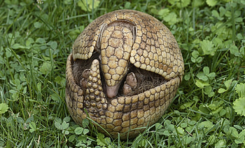 Three Banded Armadillo, animal, three, banded, armadillo HD wallpaper